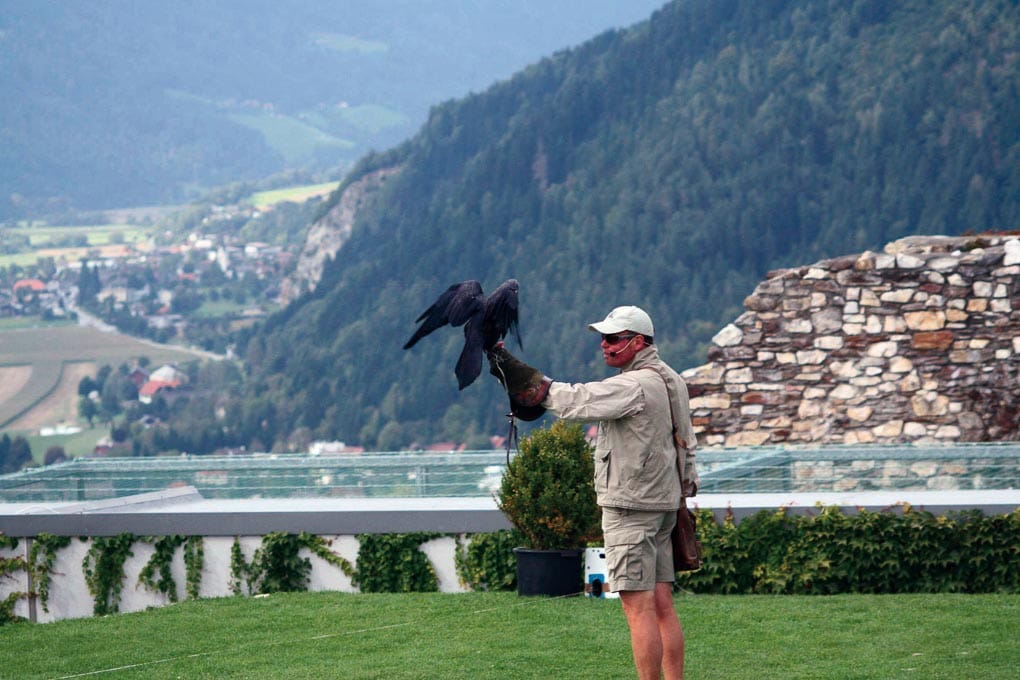 Mann mit Adler am Arm in Adlerarena der Burg Landskron