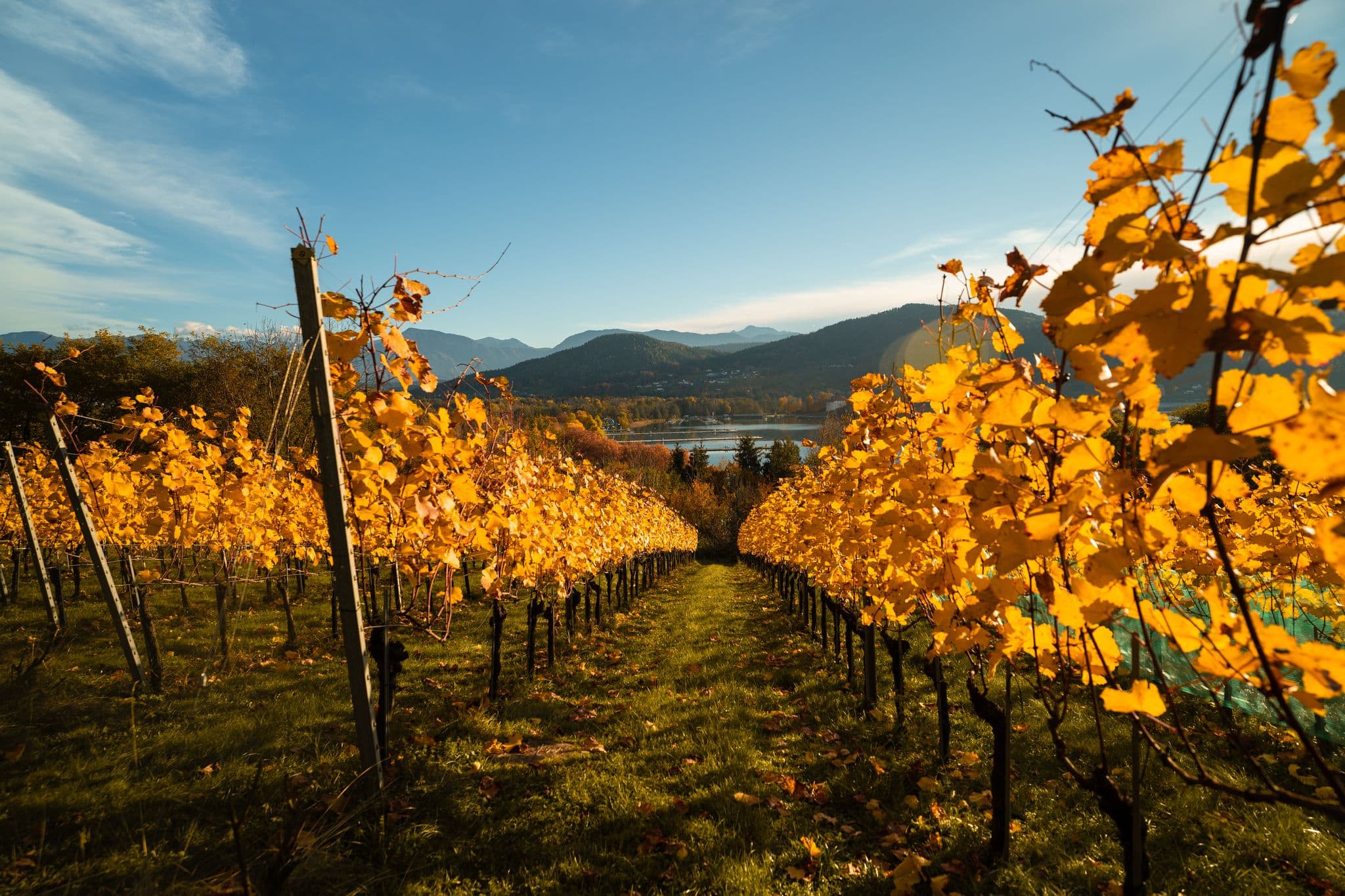 Herbst im Weingarten mit Blick auf Wörthersee