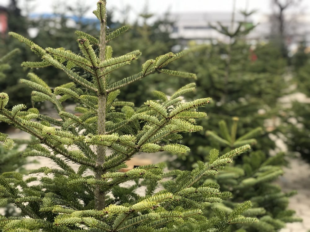 Christbaumhändler, Christbaumbauern, Christbaum Klagenfurt am Wörthersee, 9020, Christbaummarkt, Christbaum kaufen, Messegelände, Weihnachtsbaum, Josef Rotter