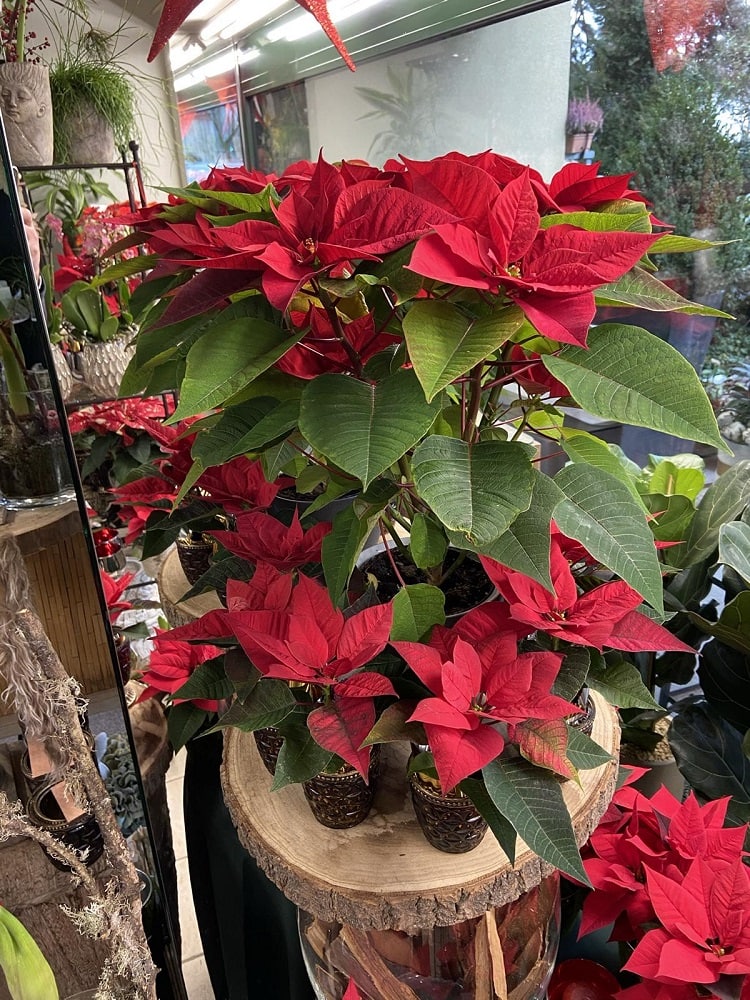 Weihnachtssterne in einem Blumenladen in Klagenfurt