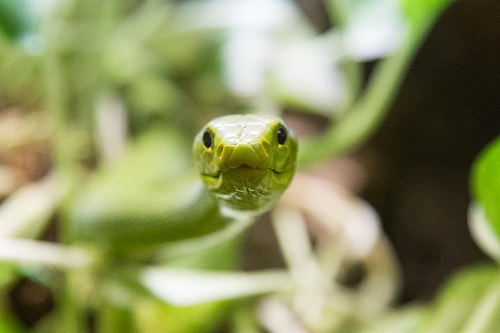 kleine grüne Schlange im Reptilienzoo Happ für Familien