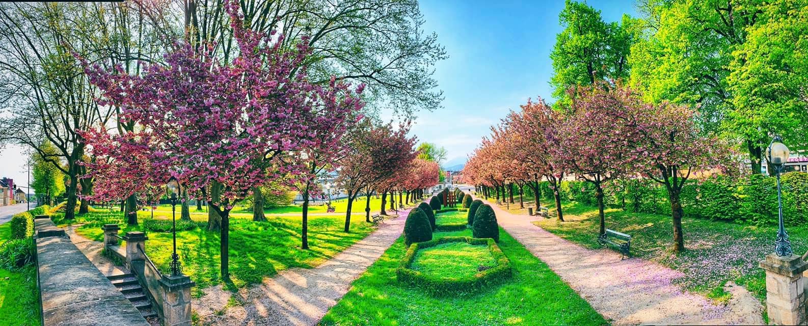 Goethepark, Kirschblüte, 9020 Klagenfurt am Wörthersee, Frühling, Blüten, rosa