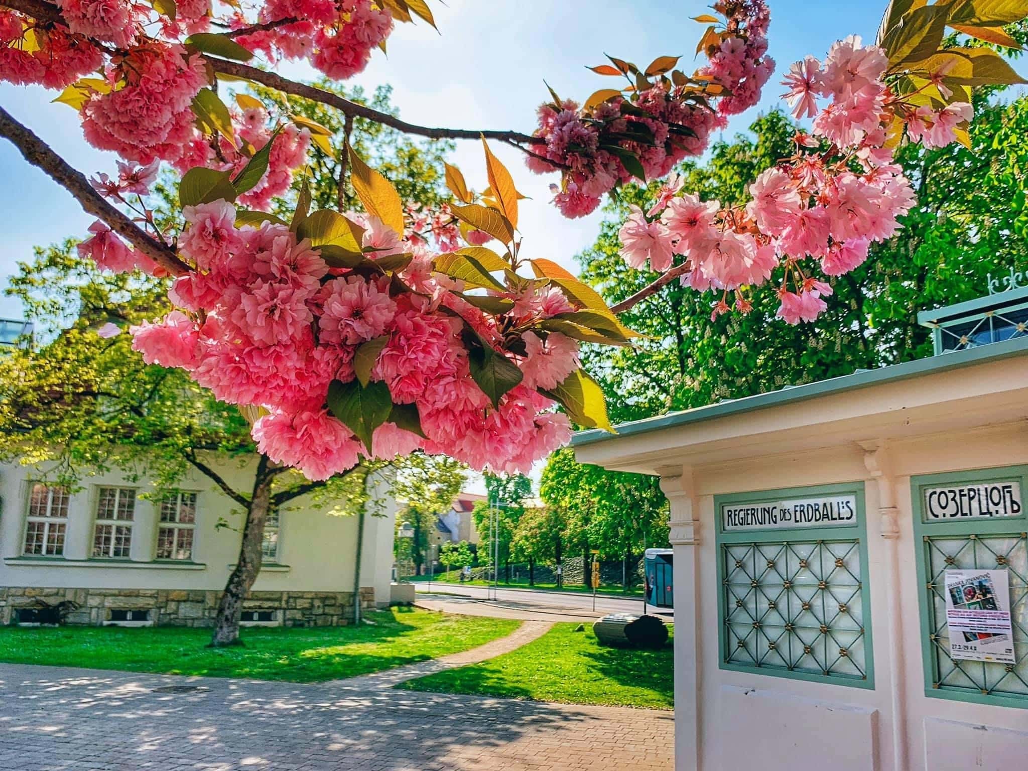 Künstlerhaus, VADA, kleinstes Theater, Goethepark, Kirschblüte, 9020 Klagenfurt am Wörthersee, Frühling, Blüten, rosa