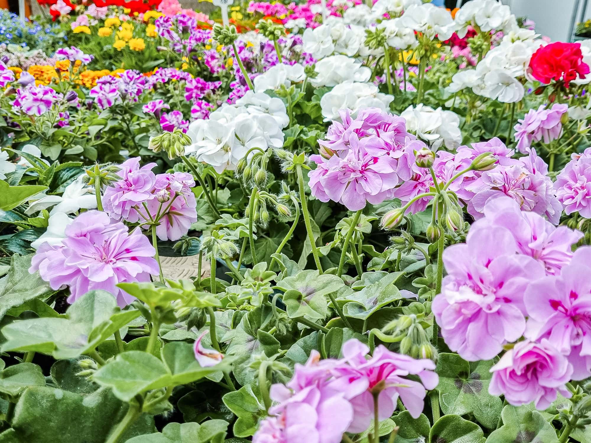 Pelargonien für den Balkon