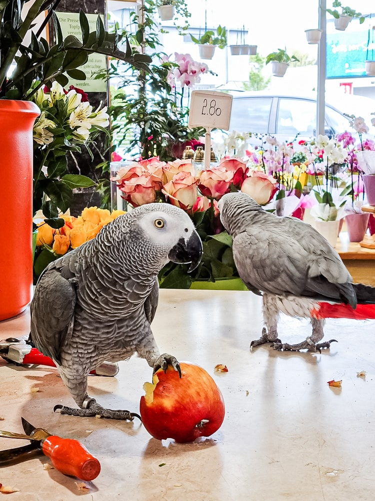 Graupapageien in der Gärtnerei Wukoutz