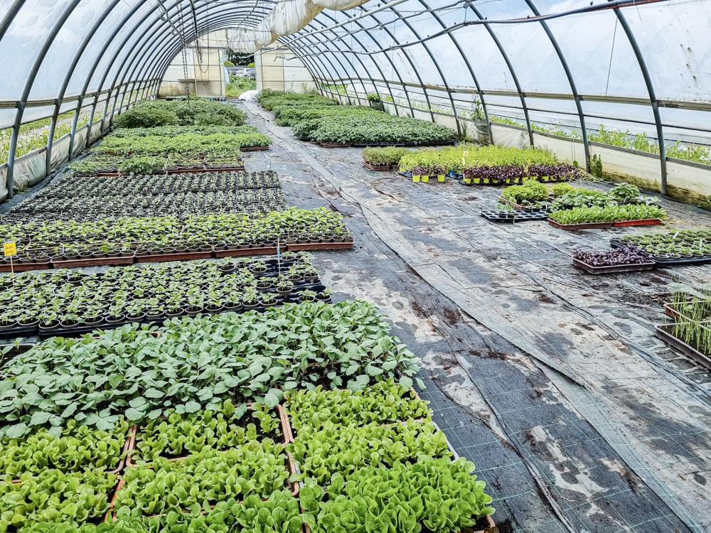 Viele Jungpflänzchen im Gewächshaus der Gärnterei Toschkov