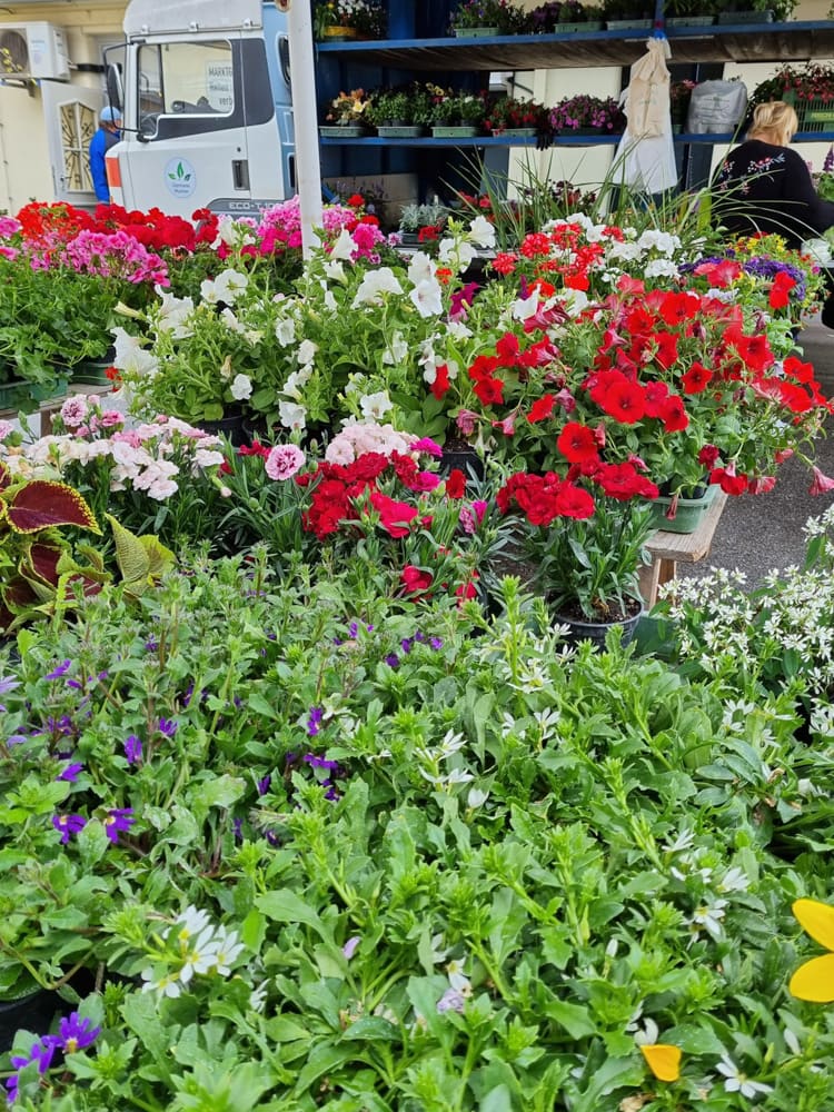 Gärtnerei Macher am Benediktinermarkt