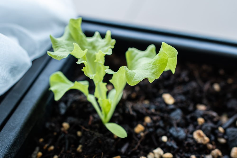Salat in torffreier Bio-Erde