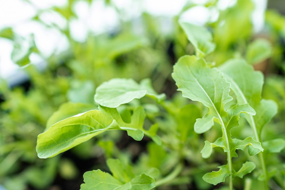 Frischer Rucola am Balkon