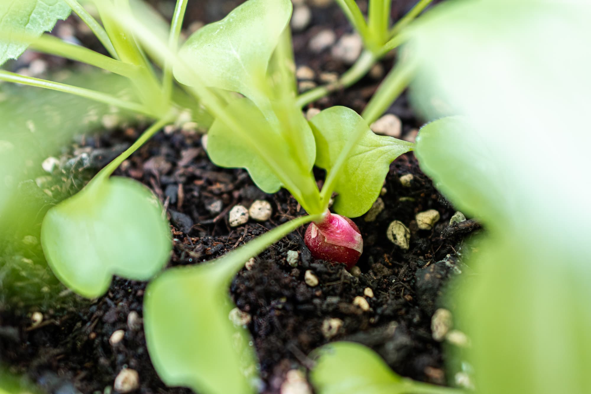 Radieschen aus dem eigenen Garten