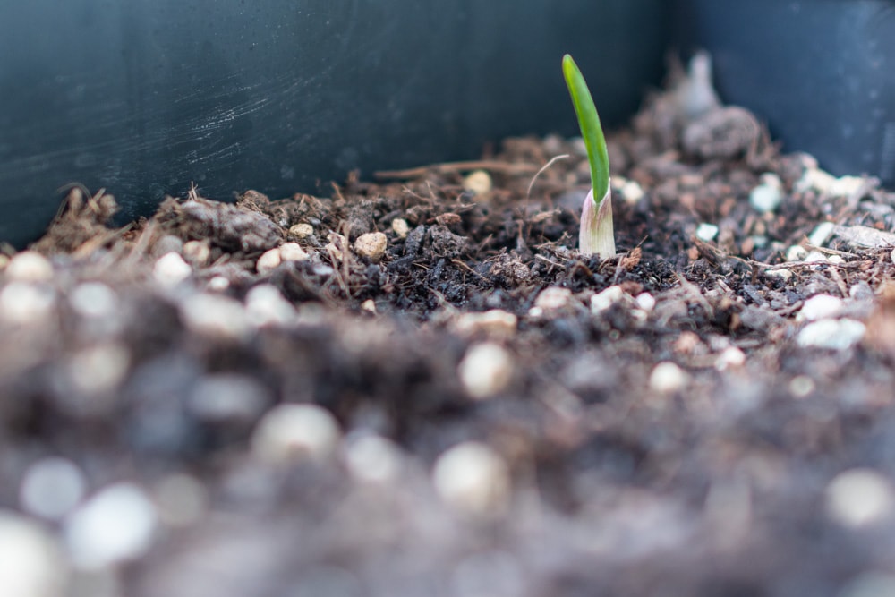 Knoblauch setzten gegen Schädlinge