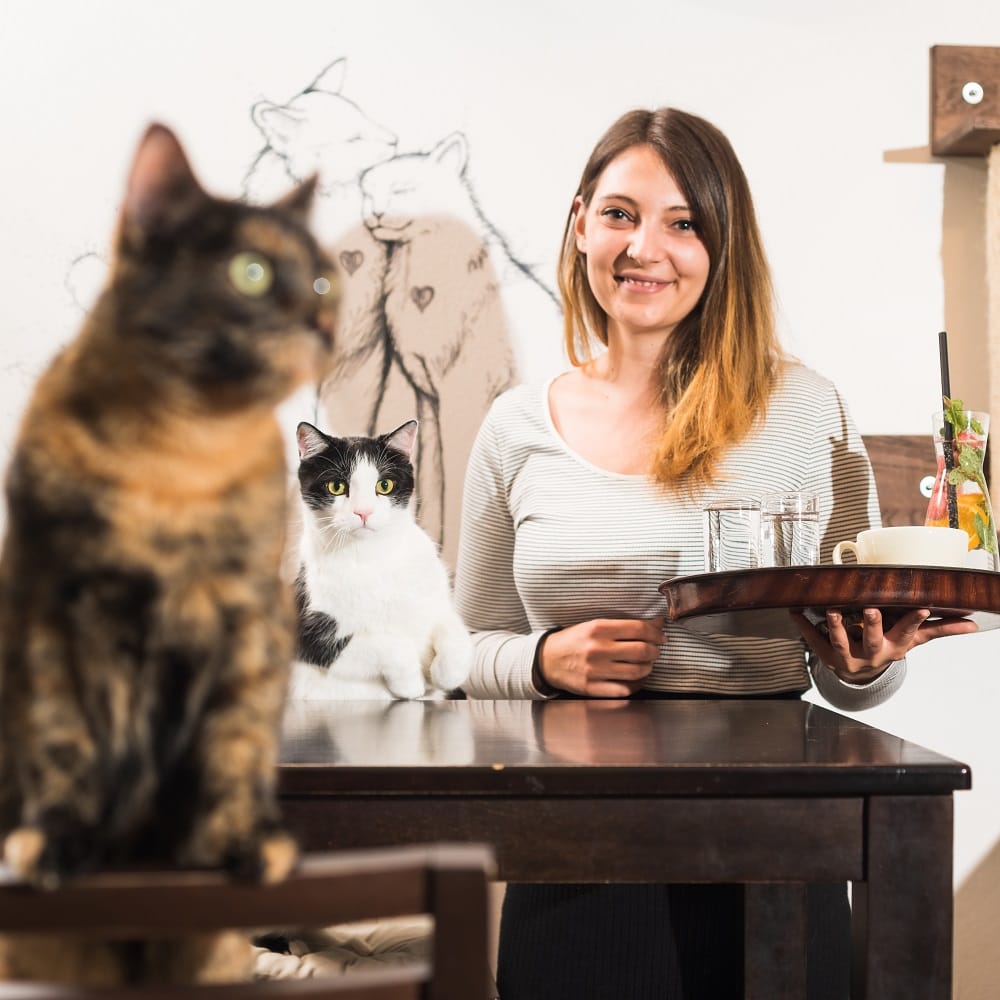 die Chefin des Katzencafés, Verena Kulterer mit einem Tablett in der Hand, auf diesem steht ein Cappuccino und zwei Wassergläser, neben ihr sitzt eine schwarz-weiße Katze, im Vordergrund des Bilder ist eine braun-schwarze Schilpattkatze zu sehen