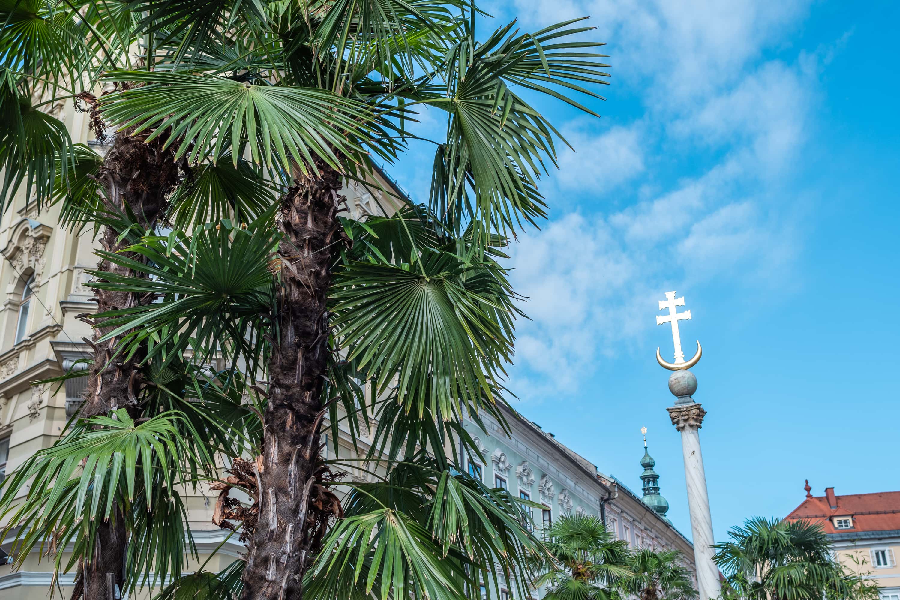 Palmen in der Stadt neben der Pestsäule