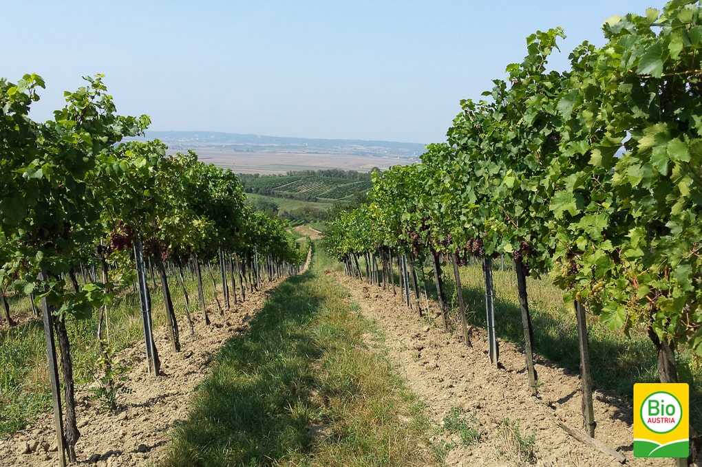 Weinreben bei Biowein Greilinger