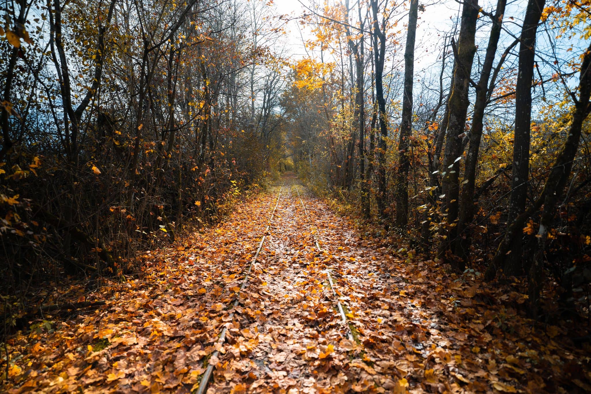 Tramwaygleise im Herbst (c) Lukas Lenhardt