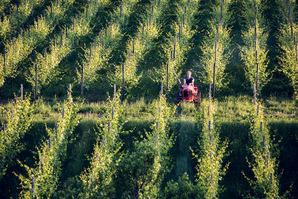 Weinbauer fährt mit kleinem roten Traktor zwischen den Reben