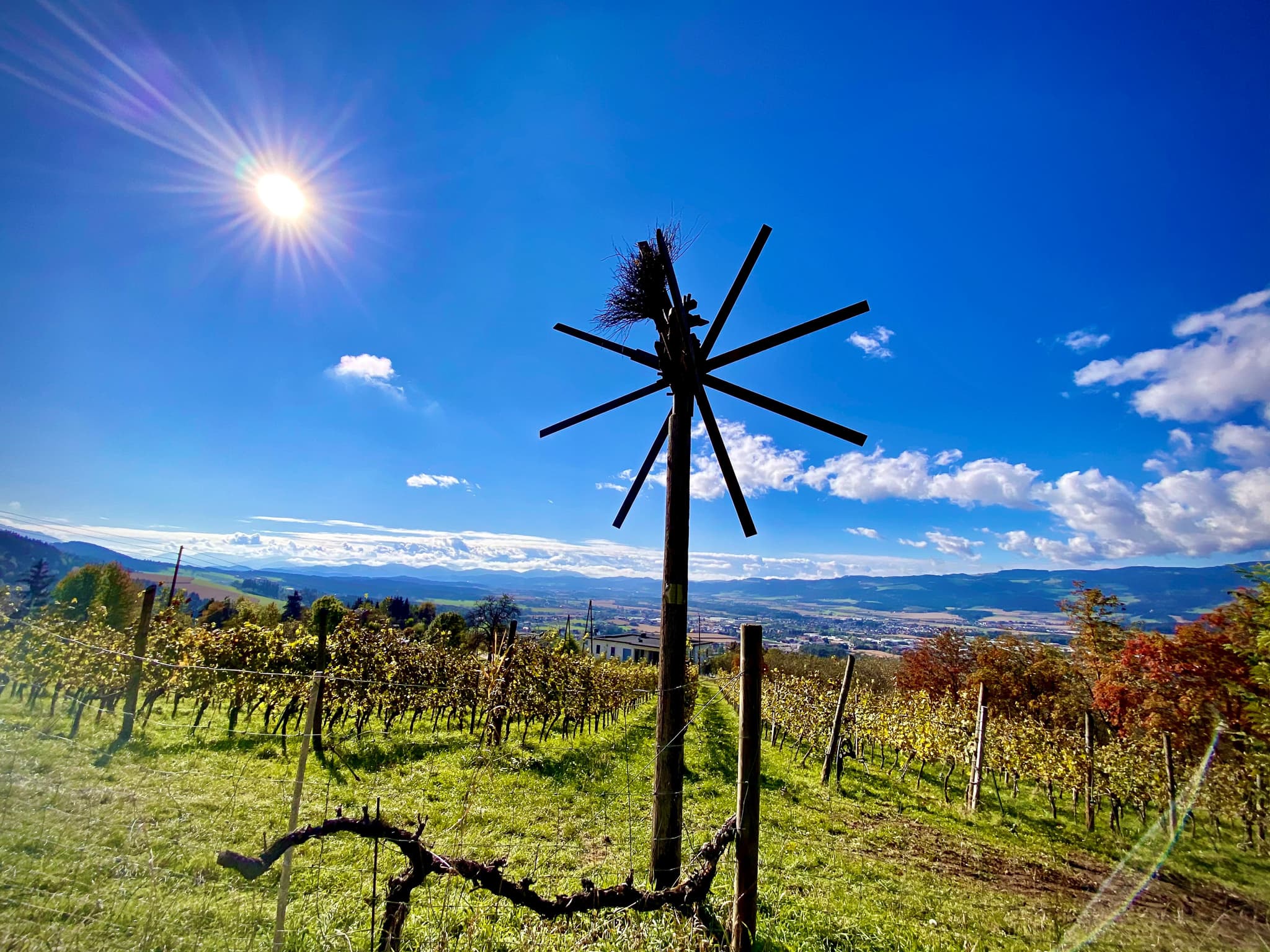 Weinreben in Kärnten