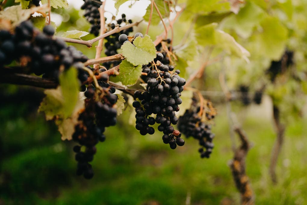 Weinreben mit roten Weintrauben bei Weingut in der Nähe von Klagenfurt am Wörthersee