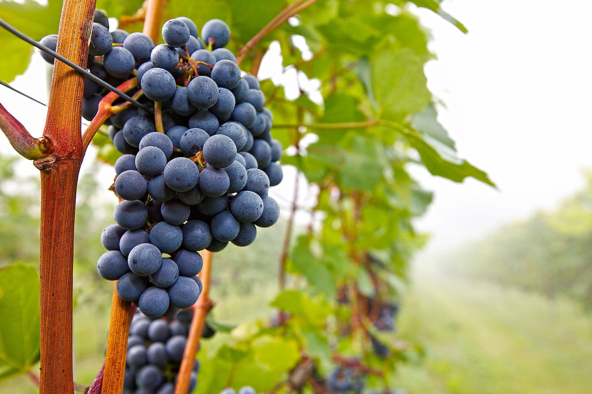 Weintrauben auf Weinrebe 
