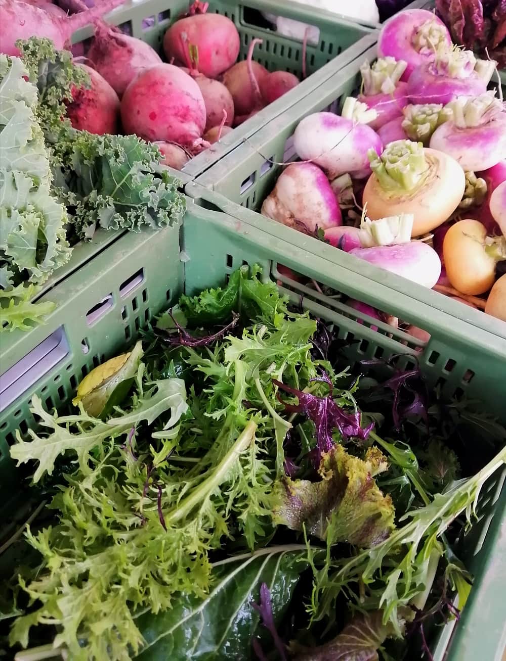 Rote Rüben, weiße Rüben und bunte Blattsalate in grünen Marktkisten. Perfekt für Salatvariationen der Winterküche