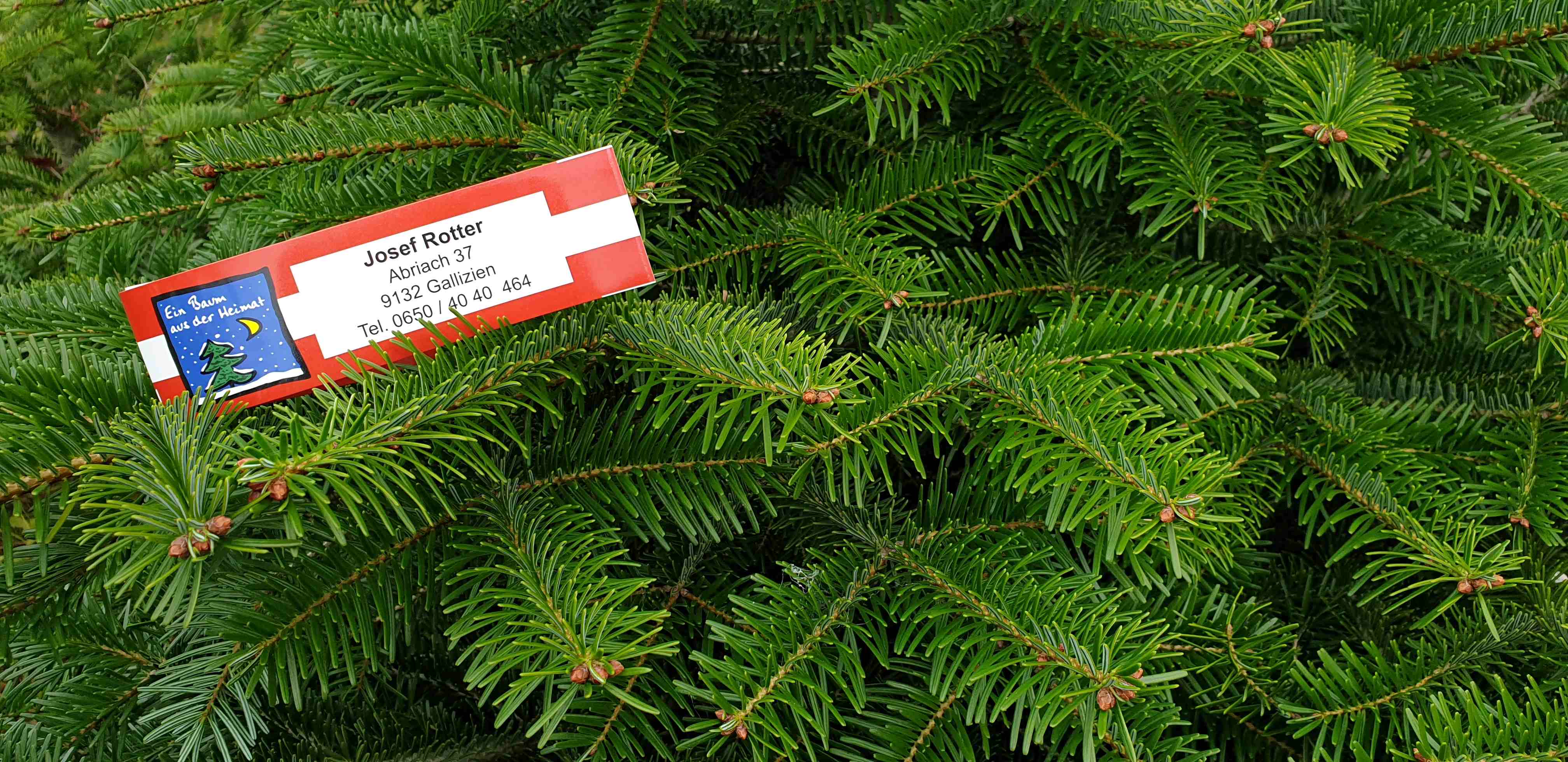 Schleife mit Kärnten-Gütesiegel an einem heimischen Nadelbaum