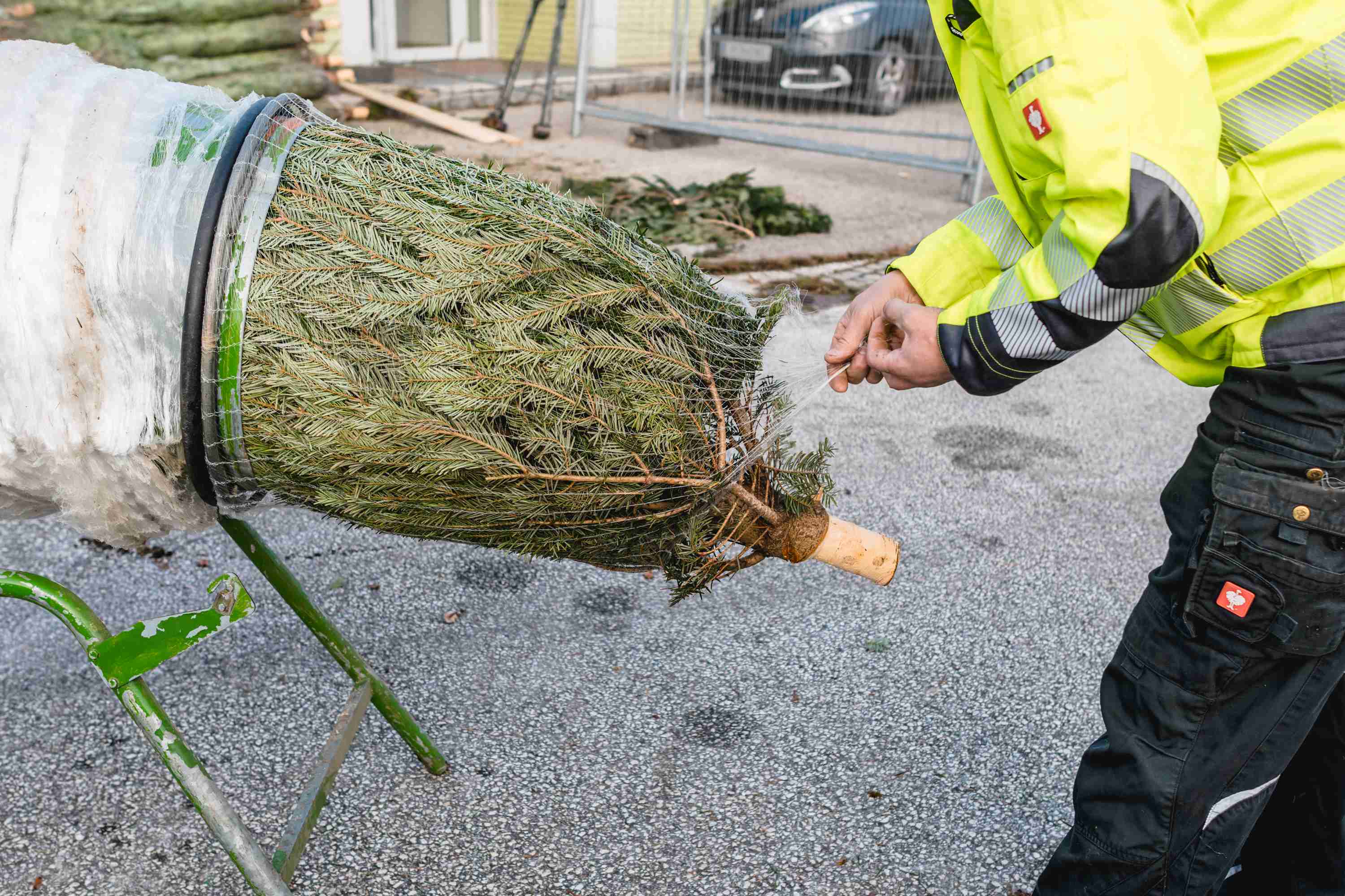 Heimischer Christbaum beim Verpacken 