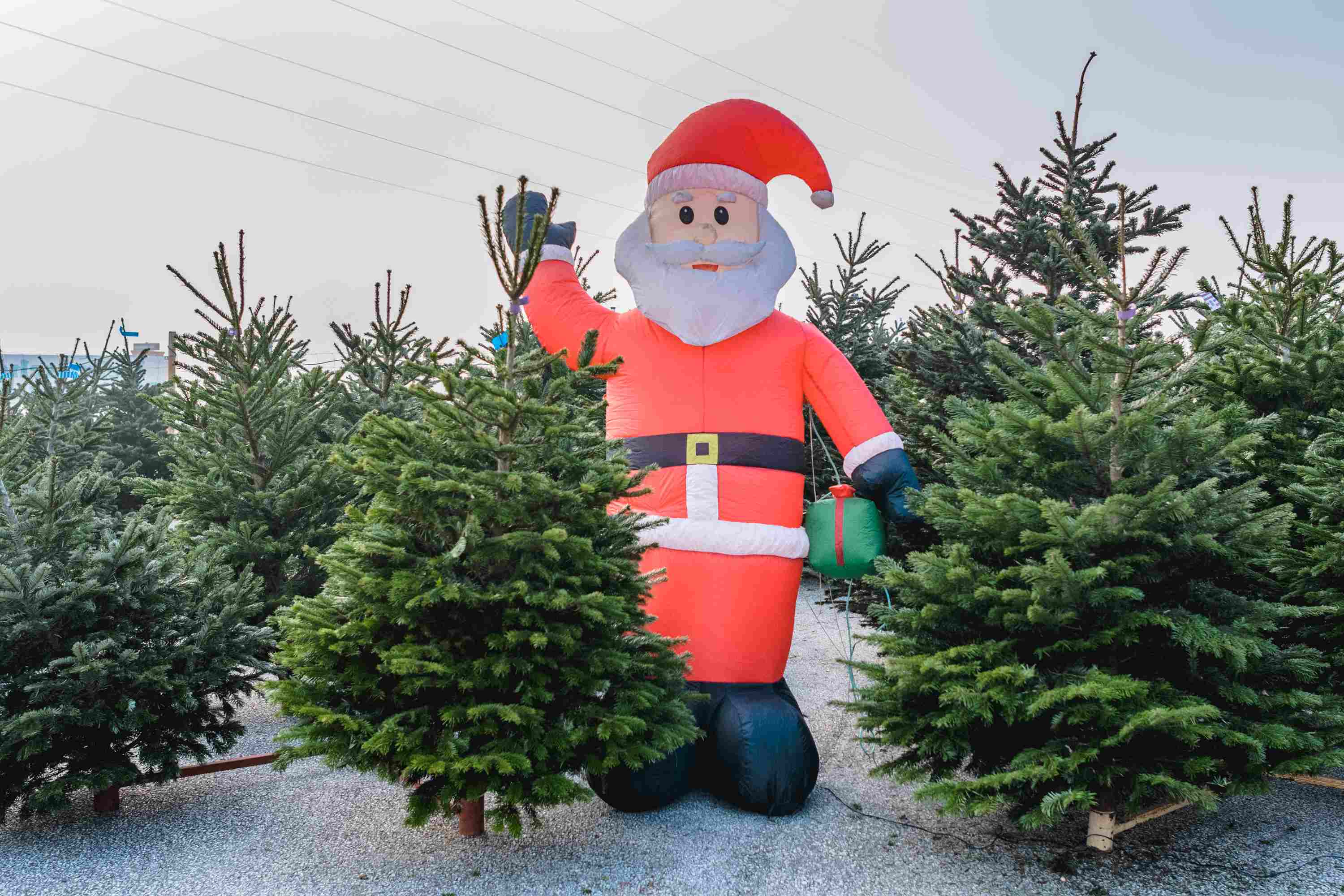 Christbaumverkauf von heimischen Bäumen mit inflatable Weihnachtsmann am Südring in Klagenfurt