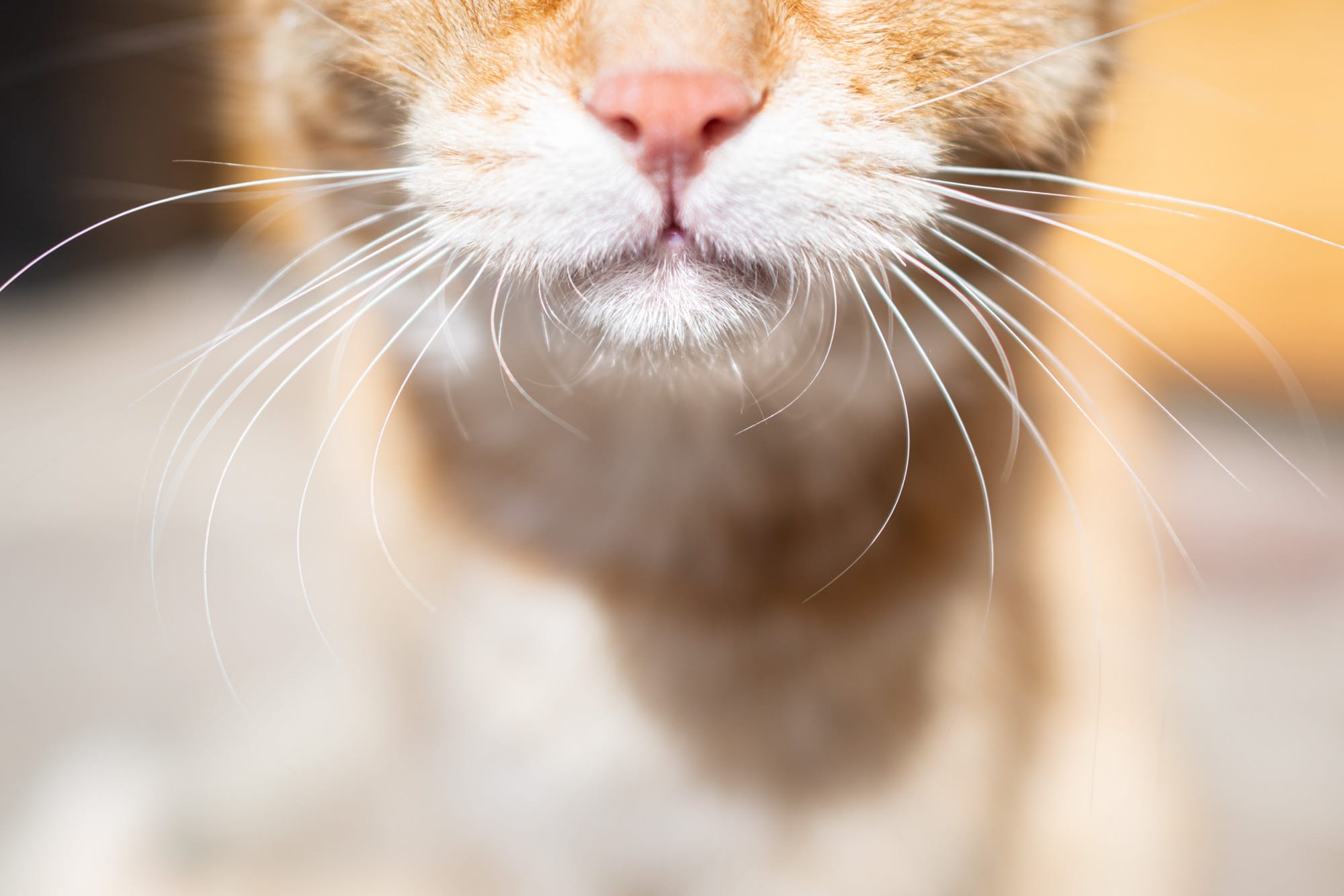 Nahaufnahme der Katzenschnauze eines rot-weißen Katers. er hat weiße Backen und eine rosa Nase, die Schnurrhaare sind weiß