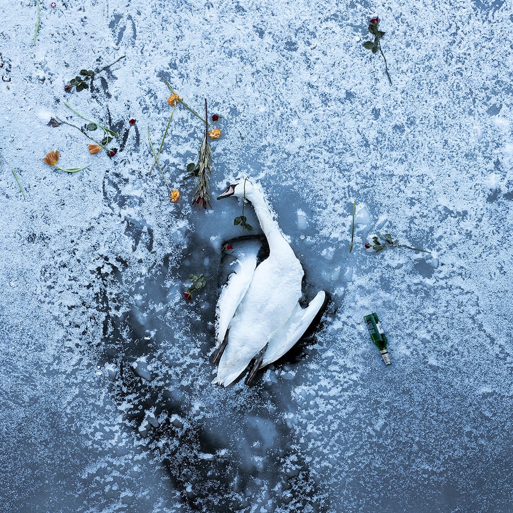 toter, weißer Schwan auf einem zugefrohrenen See von der Ausstellung Wort im Bild von Eva Asaad