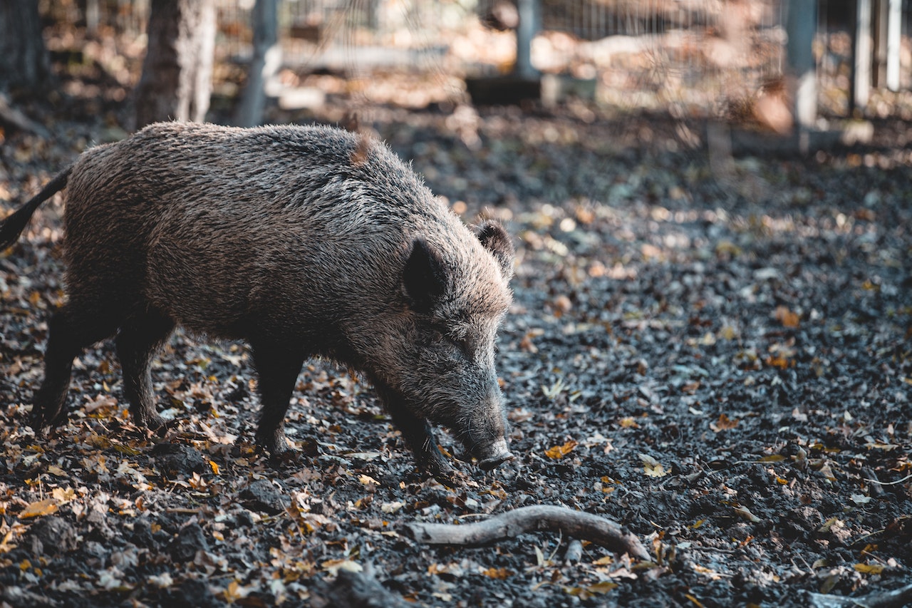 Wildschwein auf Futtersuche im Wald in Kärnten 