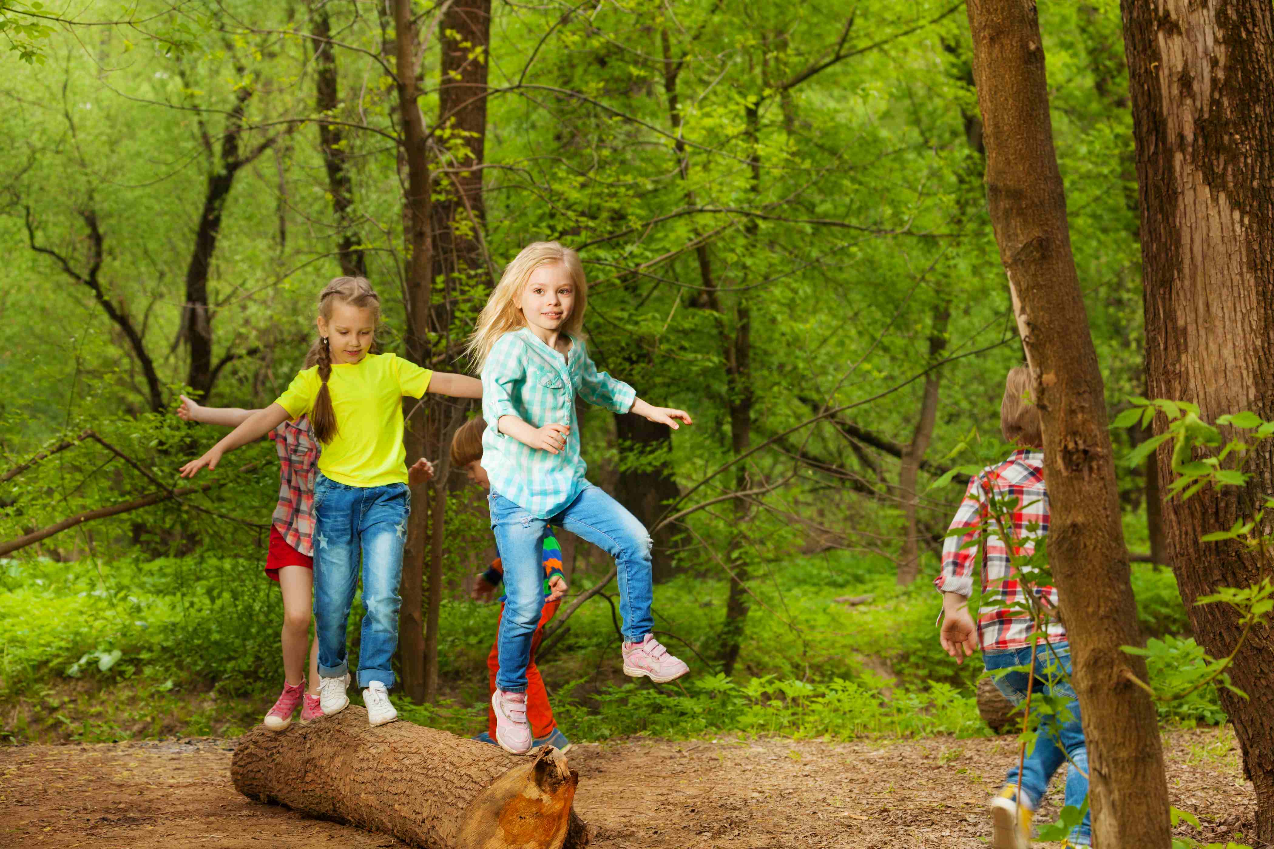 Symbolfoto für einen Tag im Wald mit ferienshuttle.at