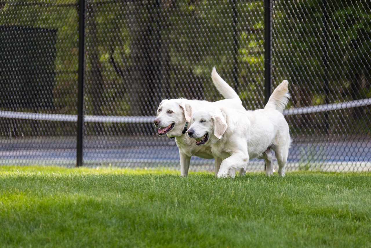 Zwei Labradore in einer eingezäunten Hundefreilaufzone