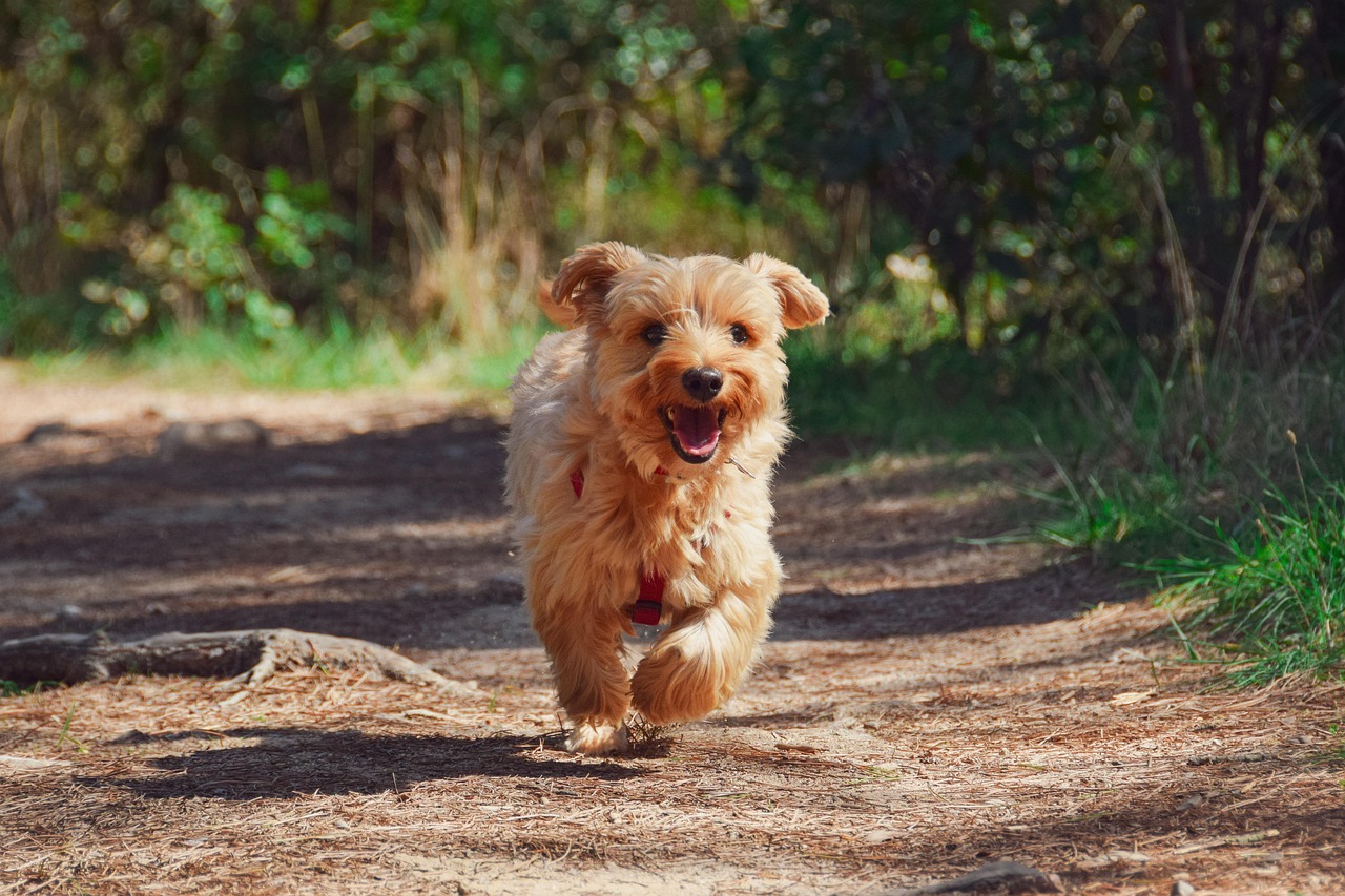 Hund trottet über Waldweg in Umgebung wie am Kreuzbergl in Klagenfurt