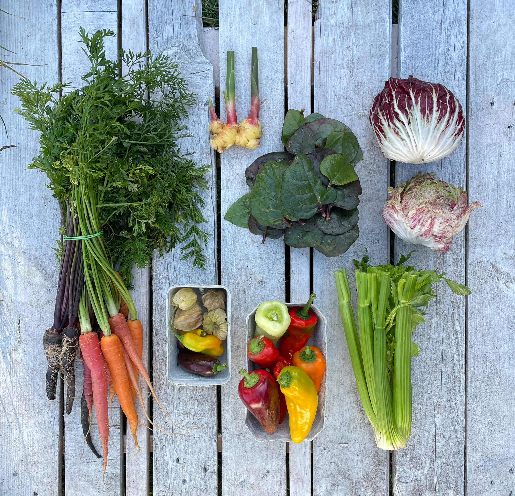 Frische Rüben, Paprika, Salat,  Radicchio und Selleriestangen von Weidenwald aus Maria Saal